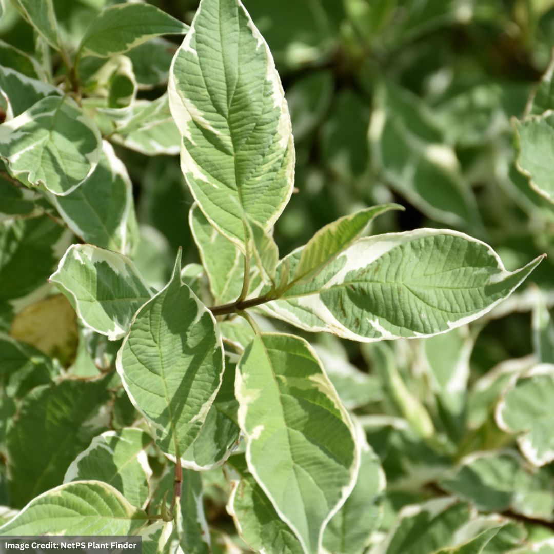 Dogwood – Red Twig Variegated – #2 Container